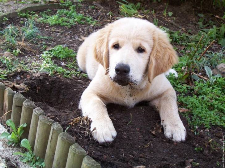 Gauldie - Golden Retriever (3 mois)