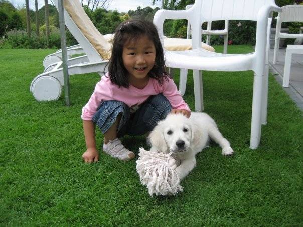 Goutchi - Golden Retriever (6 mois)