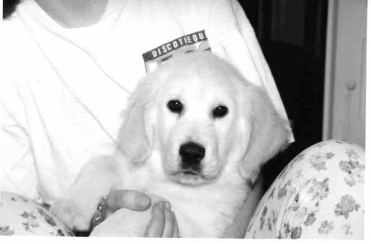 elton - Golden Retriever Mâle (3 mois)