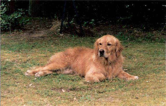 Olympia - Golden Retriever (11 ans)