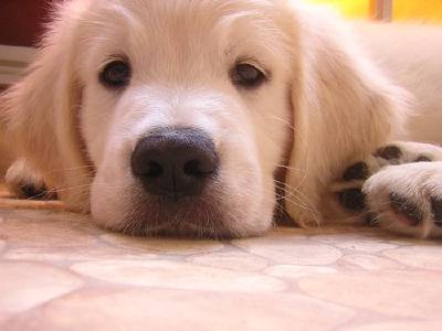 olympe - Golden Retriever (10 mois)