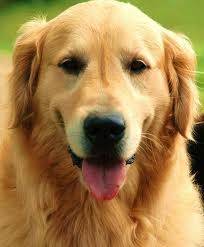 hanna - Golden Retriever (6 ans)