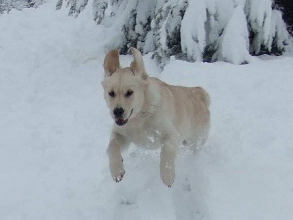 Diva - Golden Retriever (10 mois)