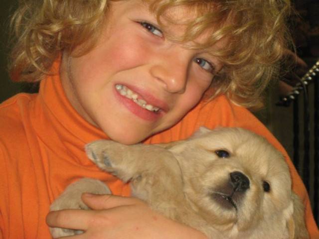 copain - Golden Retriever Mâle (1 an)