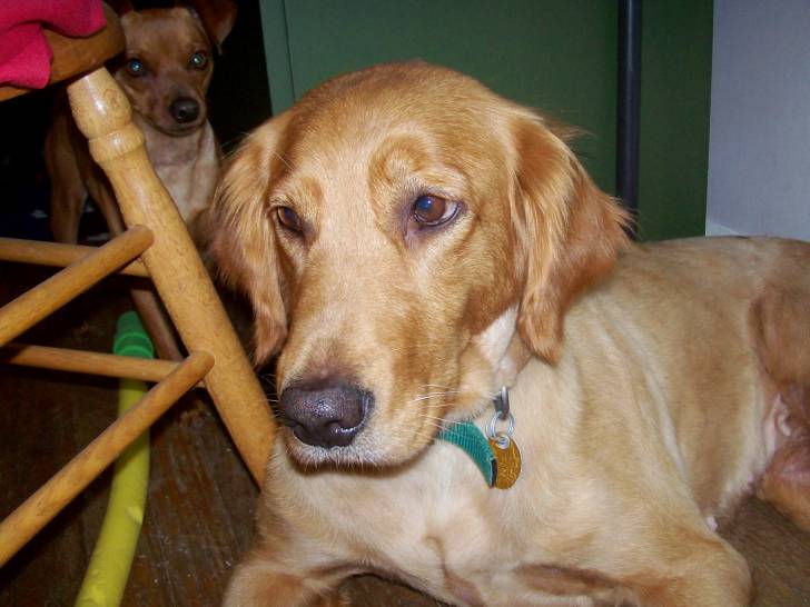 Sandy - Golden Retriever (8 ans)