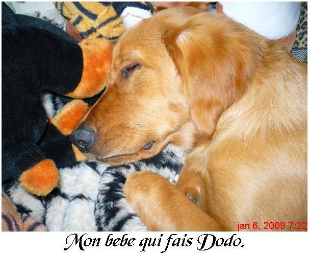 Sarah - Golden Retriever (1 an)