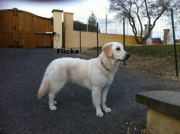 Flicka - Golden Retriever (2 ans)