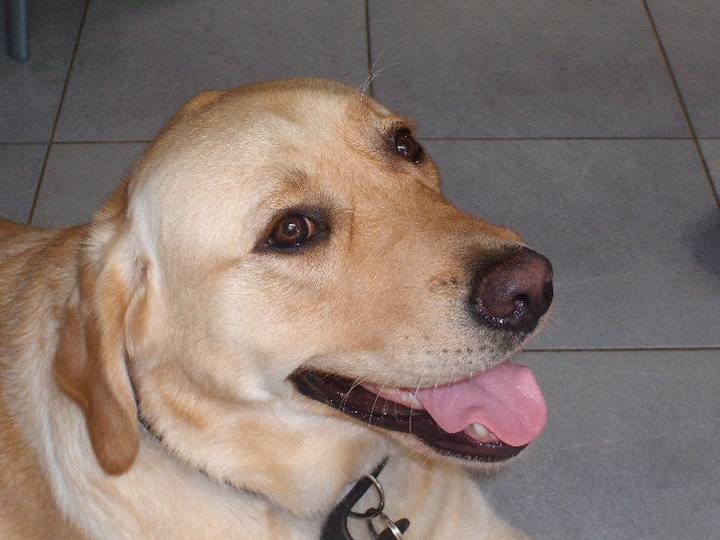Sam - Golden Retriever Mâle (5 ans)