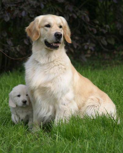 Chiot avec sa mère - Golden Retriever (5 ans)