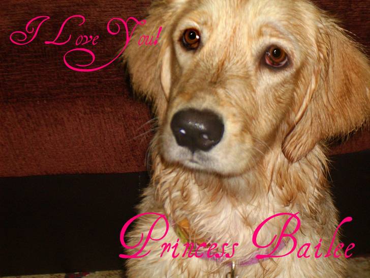 Bailee - Golden Retriever (9 mois)