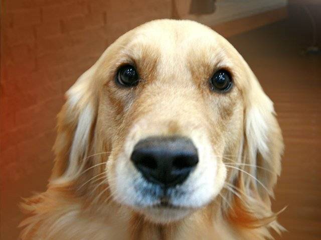 CICO - Golden Retriever Mâle (11 mois)