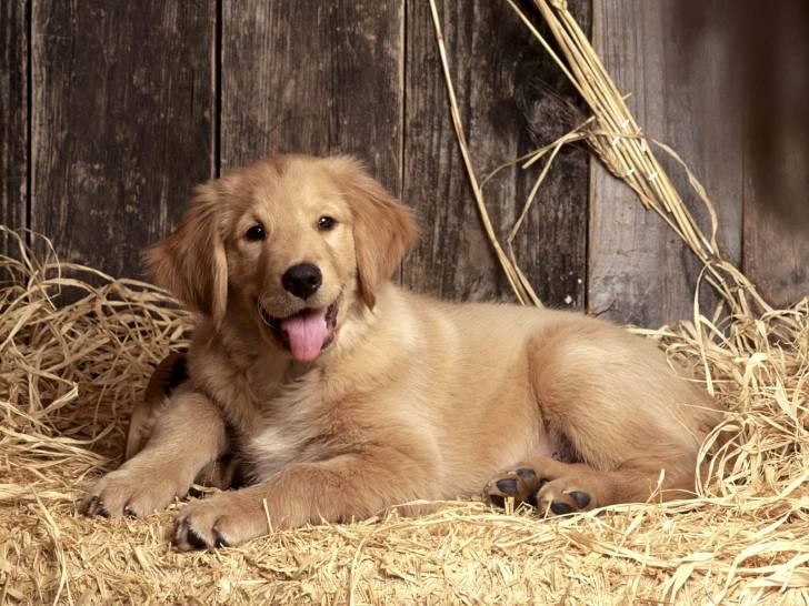 Odin - Golden Retriever Mâle