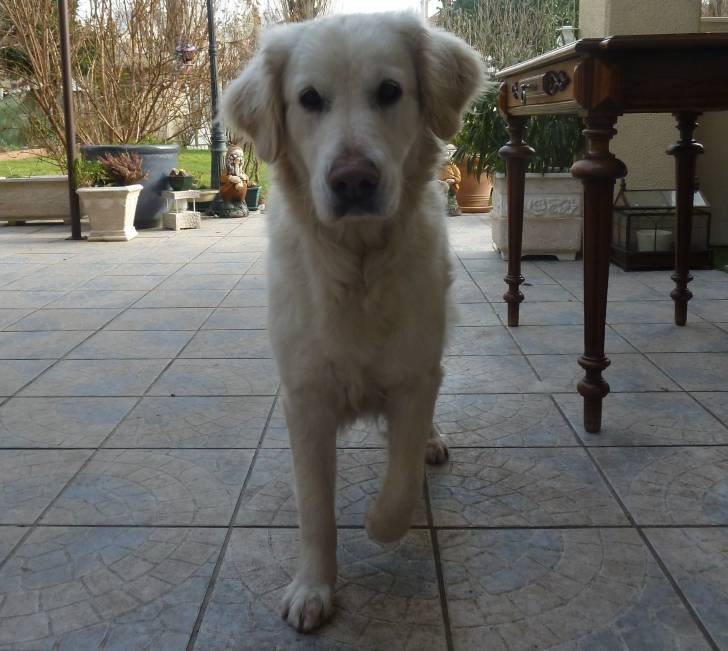 alix - Golden Retriever (6 ans)