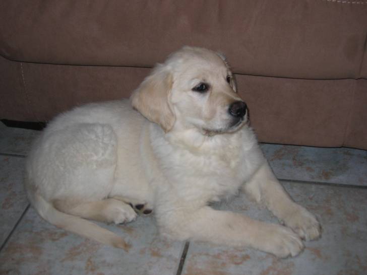 Cally - Golden Retriever (4 ans)