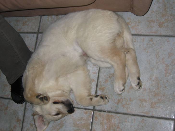 Cally - Golden Retriever (4 ans)