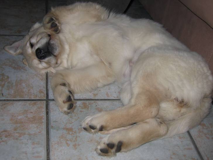 Cally - Golden Retriever (4 ans)