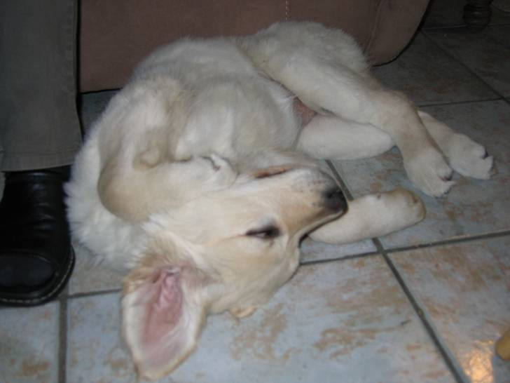 Cally - Golden Retriever (4 ans)