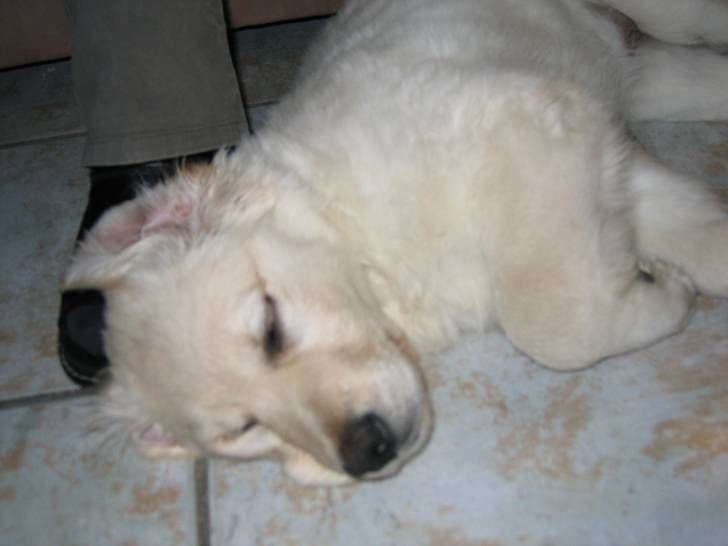 Cally - Golden Retriever (4 ans)