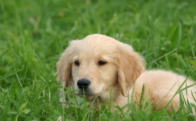 Princesse - Golden Retriever (5 mois)