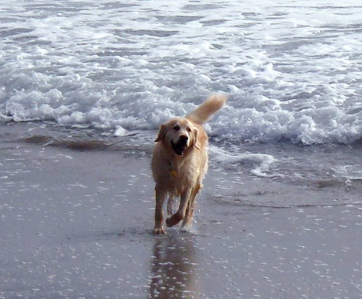 Karat - Golden Retriever Mâle (7 ans)