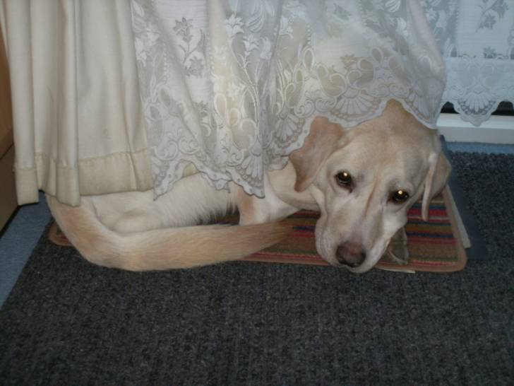 charlie - Golden Retriever Mâle (13 ans)
