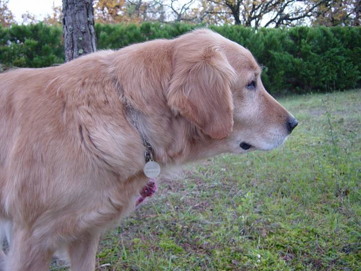 Tosca - Golden Retriever (12 ans)