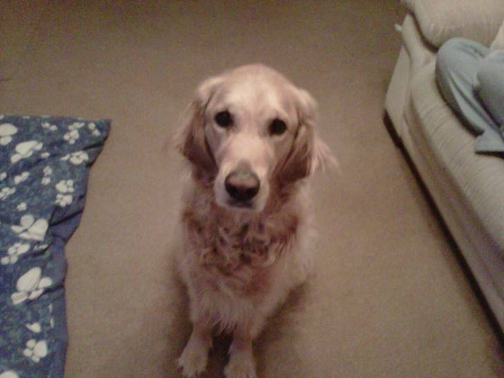 Flurry - Golden Retriever Mâle (4 ans)