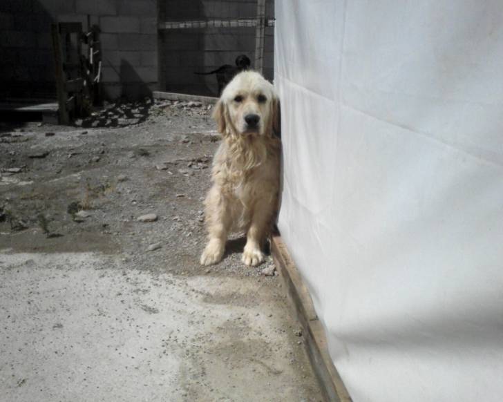 bond - Golden Retriever Mâle (2 ans)