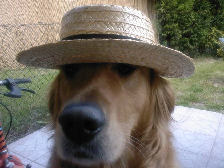 Téquila - Golden Retriever Mâle (6 ans)