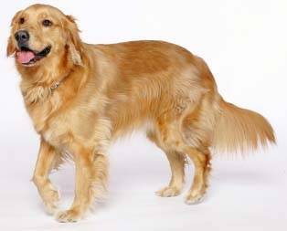 pato - Golden Retriever Mâle (6 ans)