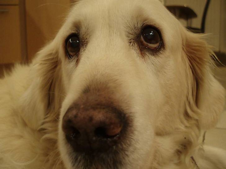 Debbie - Golden Retriever (14 ans)