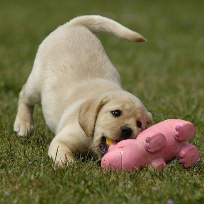 mon chien - Golden Retriever (7 mois)