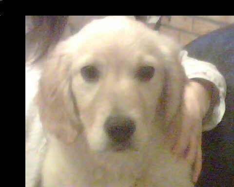 teo - Golden Retriever Mâle (10 mois)