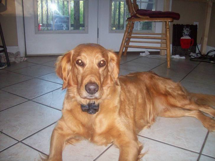 Sandy - Golden Retriever (8 ans)