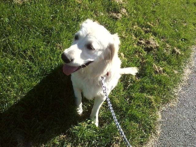 Bailey - Golden Retriever (11 mois)
