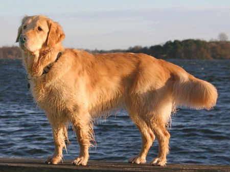 Charlie - Golden Retriever Mâle (6 ans)