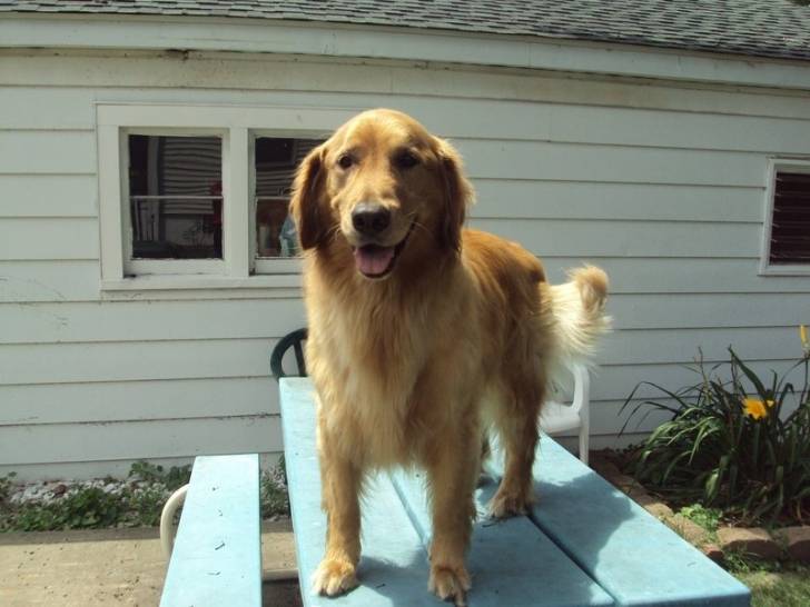 Muffin - Golden Retriever Mâle (7 ans)