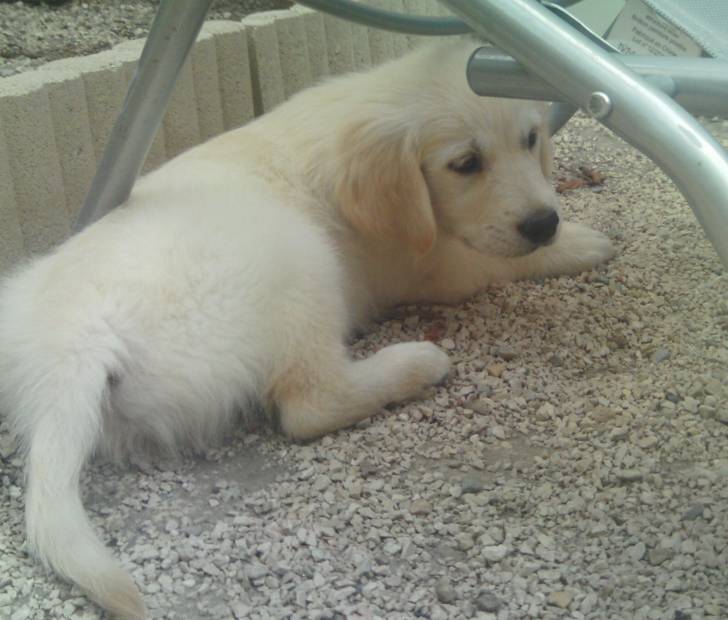 gary - Golden Retriever Mâle (9 mois)