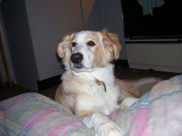 sachat - Golden Retriever (1 an)