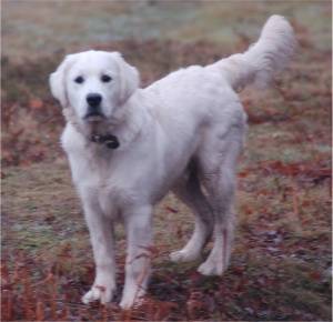 Alfie - Golden Retriever Mâle (1 an)