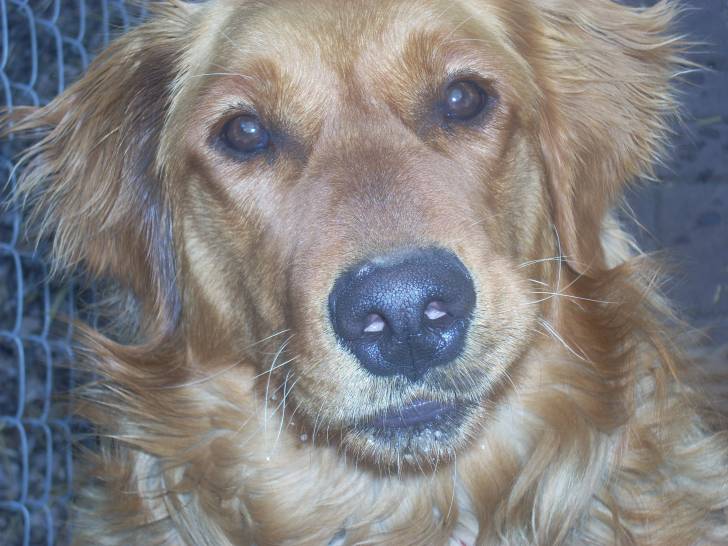 Buddy - Golden Retriever Mâle (1 an)