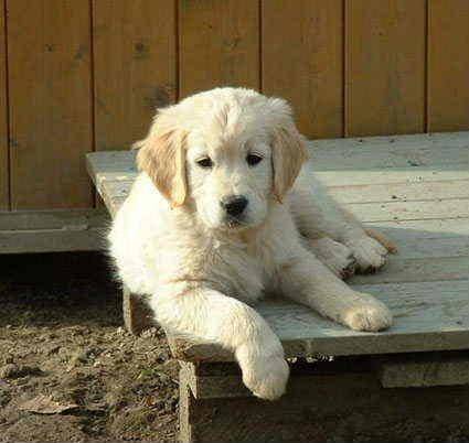 jazz - Golden Retriever Mâle (1 an)