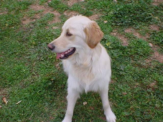 STAFFY - Golden Retriever (7 mois)