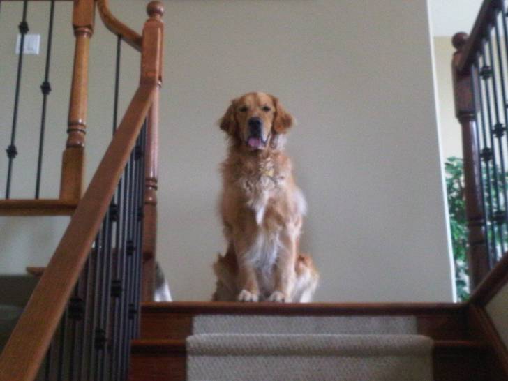 smoke - Golden Retriever Mâle (3 ans)