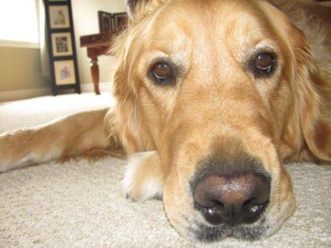 smoke - Golden Retriever Mâle (3 ans)
