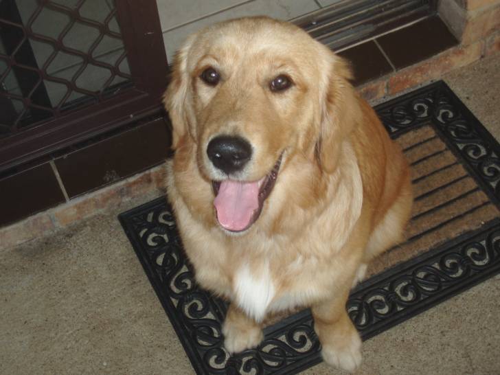 Mischka - Golden Retriever (3 ans)