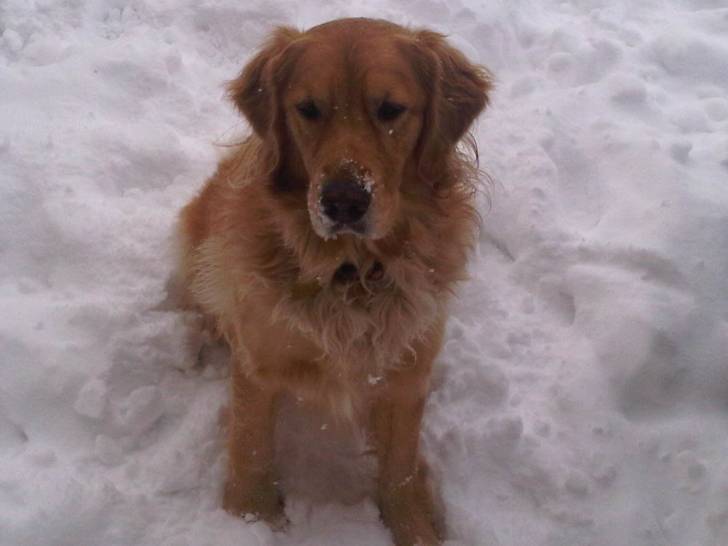 smoke - Golden Retriever Mâle (3 ans)