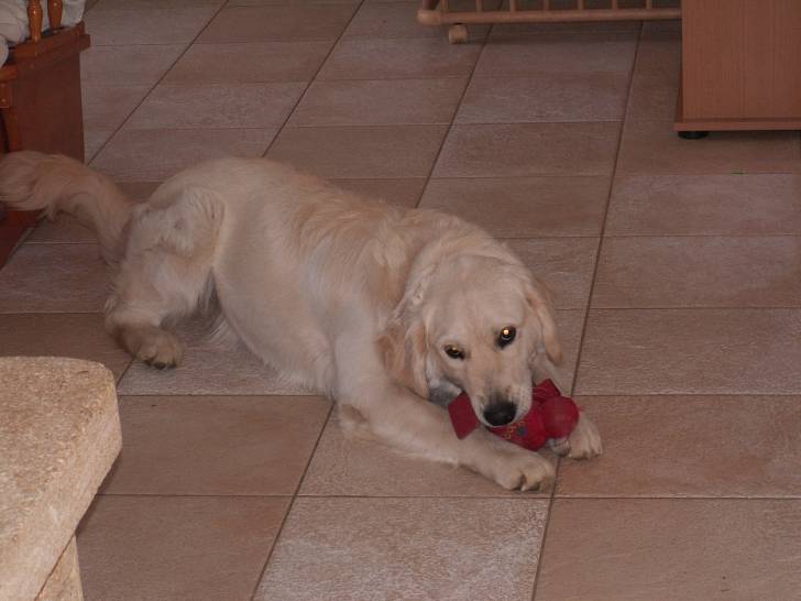 Eclipse - Golden Retriever (3 ans)