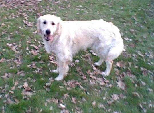 Brenda - Golden Retriever (1 an)
