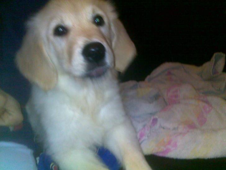 Gypsy - Golden Retriever (3 mois)